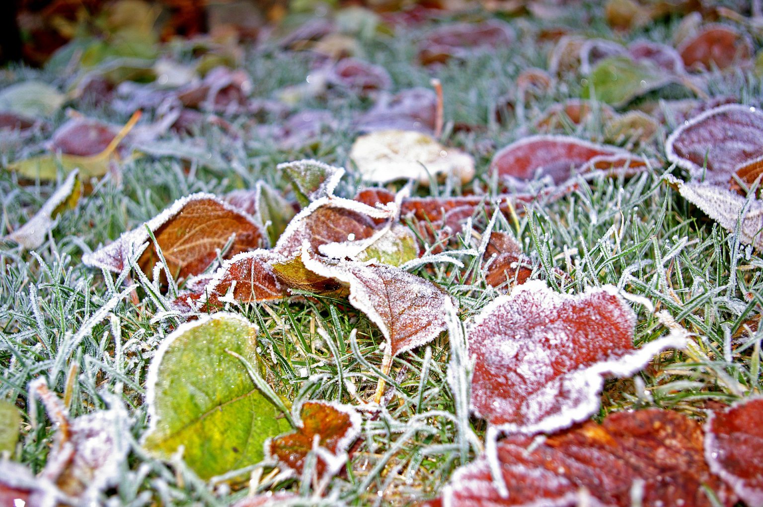 best-tips-on-watering-your-grass-in-the-texas-winter