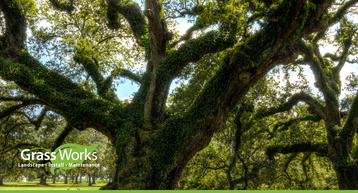  How To Identify Texas Oak Trees By Their Leaves Grass Works Lawn Care