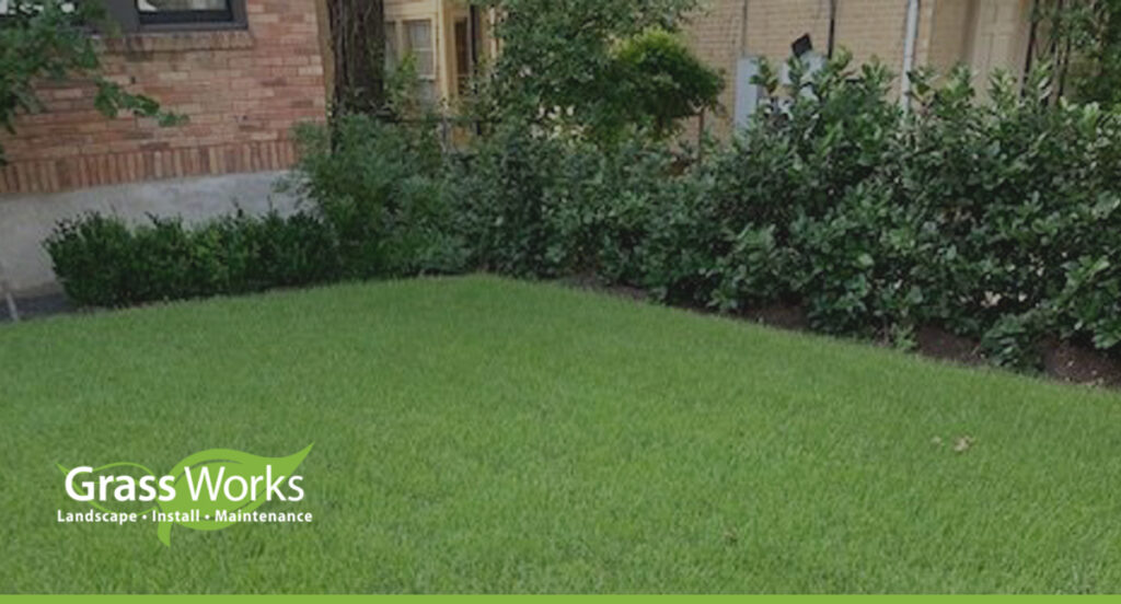 When To Fertilize Your Lawn in Central Texas